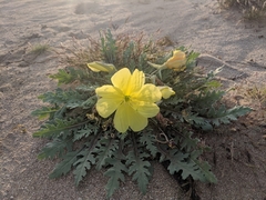 Oenothera primiveris