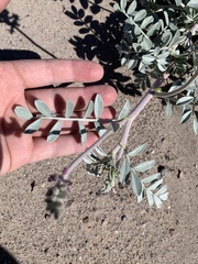 Astragalus lentiginosus variabilis