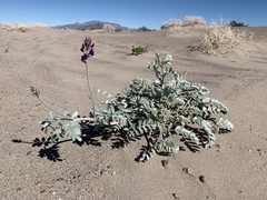 Astragalus lentiginosus variabilis