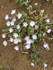Nemophila menziesii