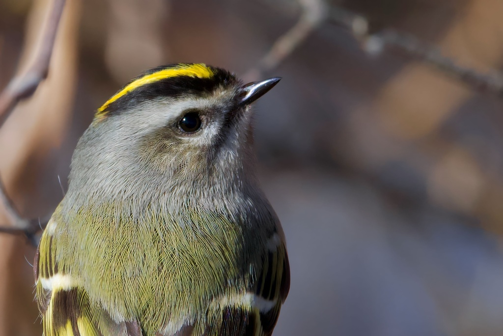 Goldencrowned Kinglet from Broadford Park, Mountain Lake Park, MD, US