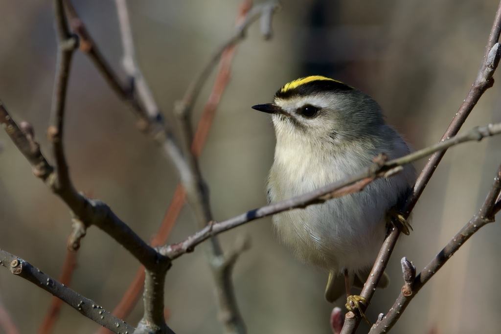Goldencrowned Kinglet from Broadford Park, Mountain Lake Park, MD, US