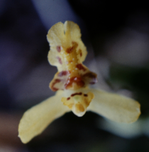 Lockhartia imbricata thumbnail