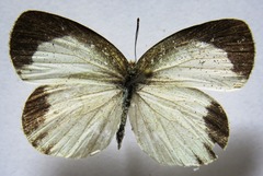 Eurema daira eugenia