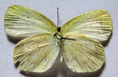 Eurema daira eugenia