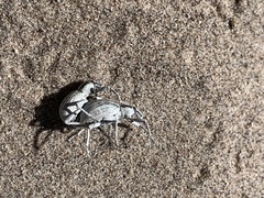 Ophryastes geminatus