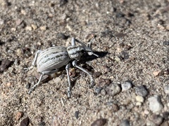 Ophryastes geminatus