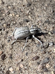 Ophryastes geminatus