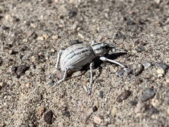 Ophryastes geminatus