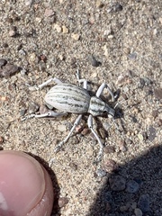 Ophryastes geminatus