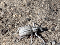 Ophryastes geminatus