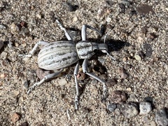 Ophryastes geminatus