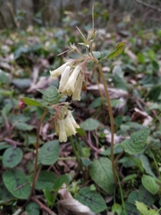 Symphytum grandiflorum
