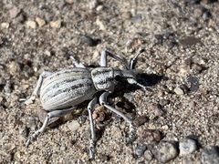 Ophryastes geminatus