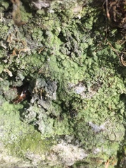 Botryolepraria lesdainii