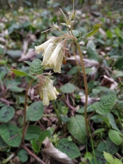 Symphytum grandiflorum