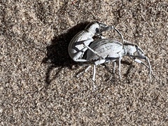 Ophryastes geminatus