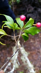 Symphonia microphylla