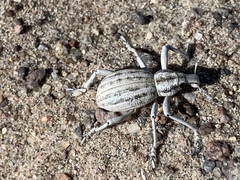 Ophryastes geminatus