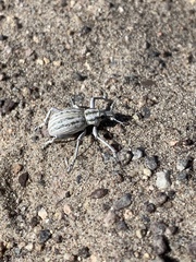 Ophryastes geminatus