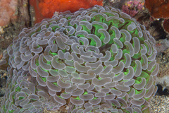 Fimbriaphyllia ancora