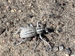 Ophryastes geminatus