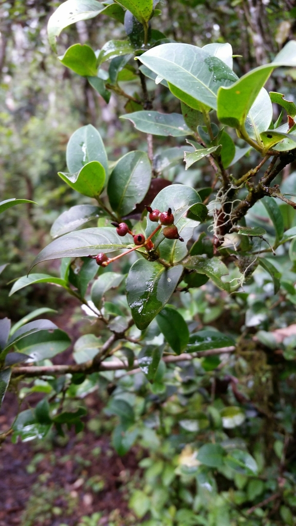 Ixora emirnensis