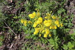 Calceolaria crenata