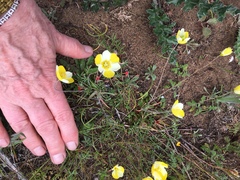 Hesperomecon linearis