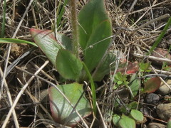 Micranthes integrifolia