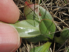 Micranthes integrifolia