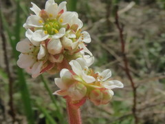 Micranthes integrifolia