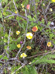 Hesperomecon linearis