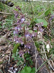 Trachystemon orientalis