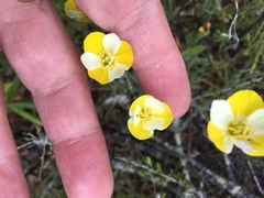 Hesperomecon linearis