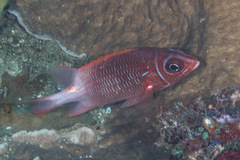 Sargocentron caudimaculatum