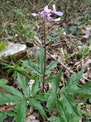 Cardamine quinquefolia
