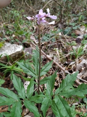 Cardamine quinquefolia