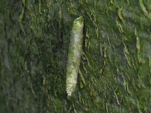 Large Birch-Bright, Groesbeek, Nederland, photo 4 of 10