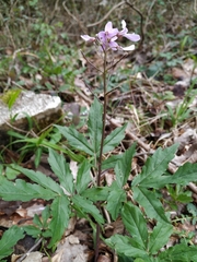 Cardamine quinquefolia