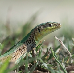 Corfu Wall Lizard photo 1