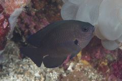 Pomacentrus brachialis