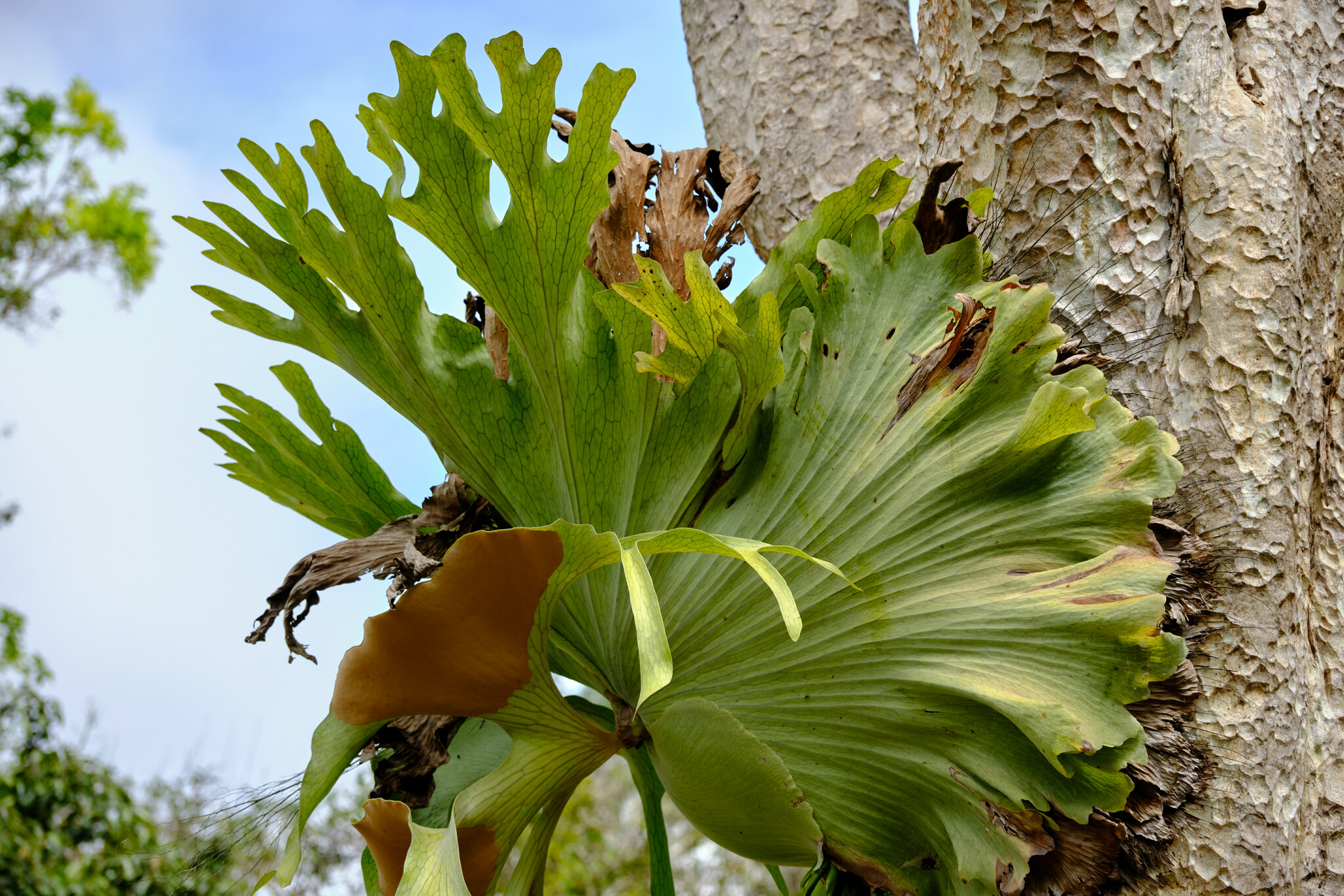 Platycerium holttumii · iNaturalist