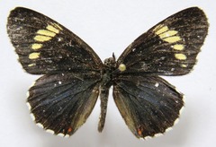 Chlosyne melanarge