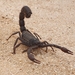 Shaggy Thicktail Scorpion - Photo (c) Nikita Sheelah, some rights reserved (CC BY-NC), uploaded by Nikita Sheelah