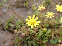 Blennosperma nanum