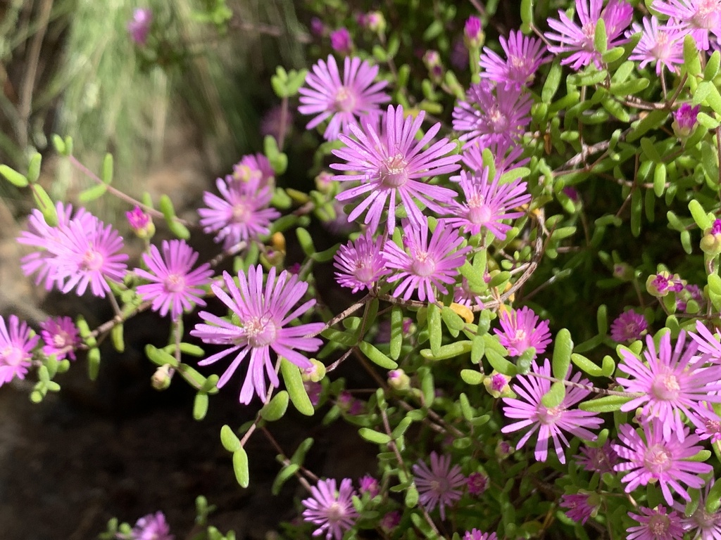 Drosanthemum gracillimum from Prince Albert Rural, Prins Albert, WC, ZA ...