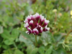 Trifolium variegatum