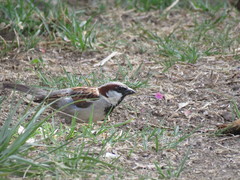 Passer domesticus