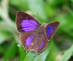 Surendra quercetorum